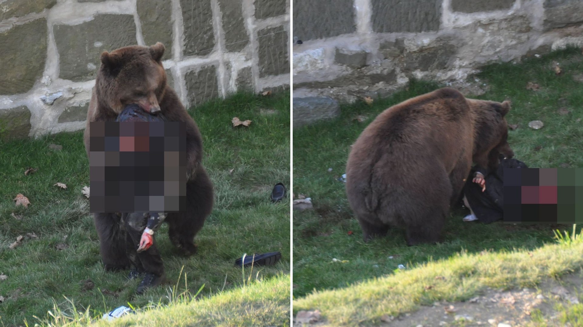 Terrifying moment man is savagely attacked by 40st bear at zoo leaving him covered in blood in front of visitors