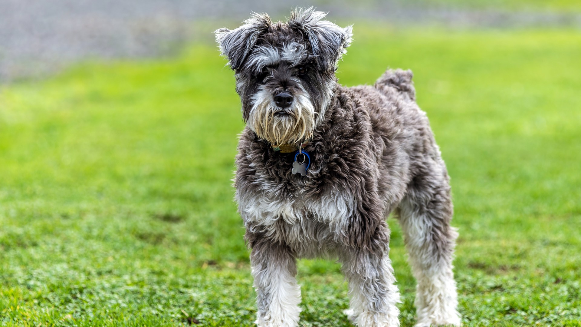 From a restless pup to a mourning horse - your pet queries answered