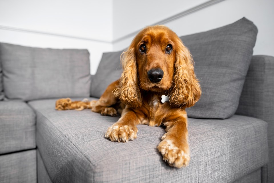 The Cocker Spaniel is another breed Will has had issues with