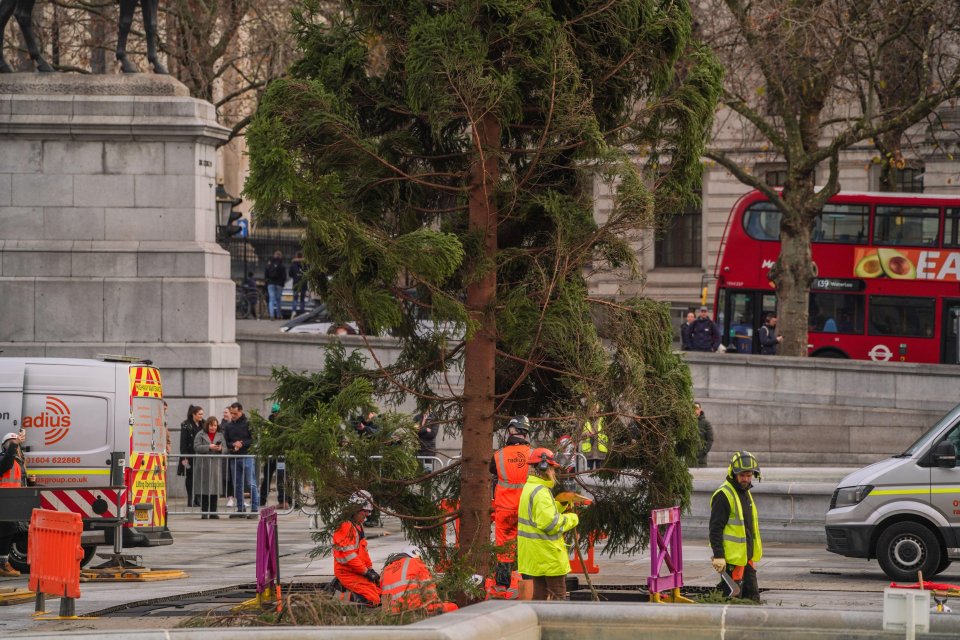 The towering tree's lights will be switched on this Thursday.