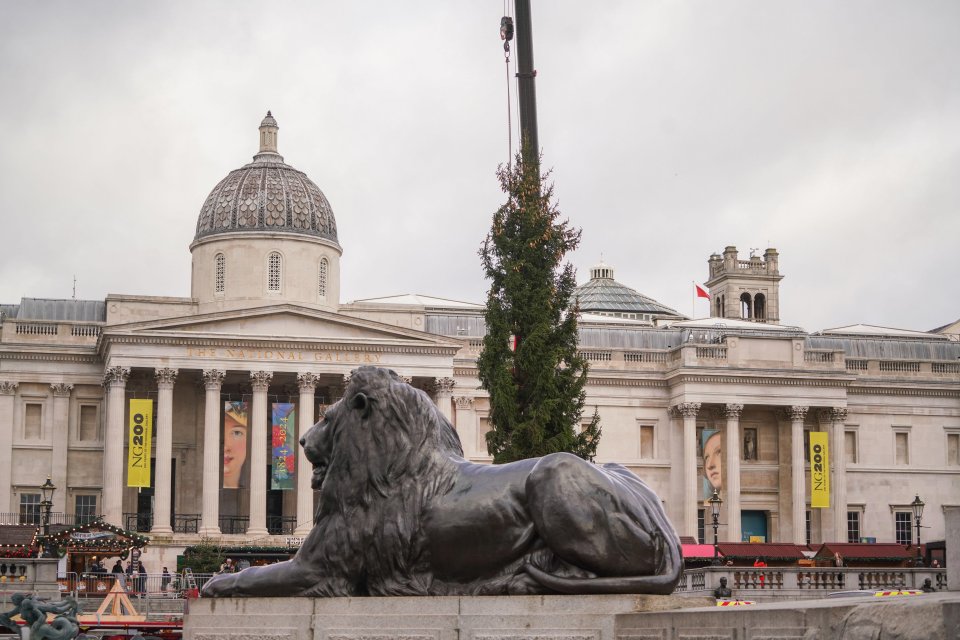 Other Brits flocked to praise the spruce tree