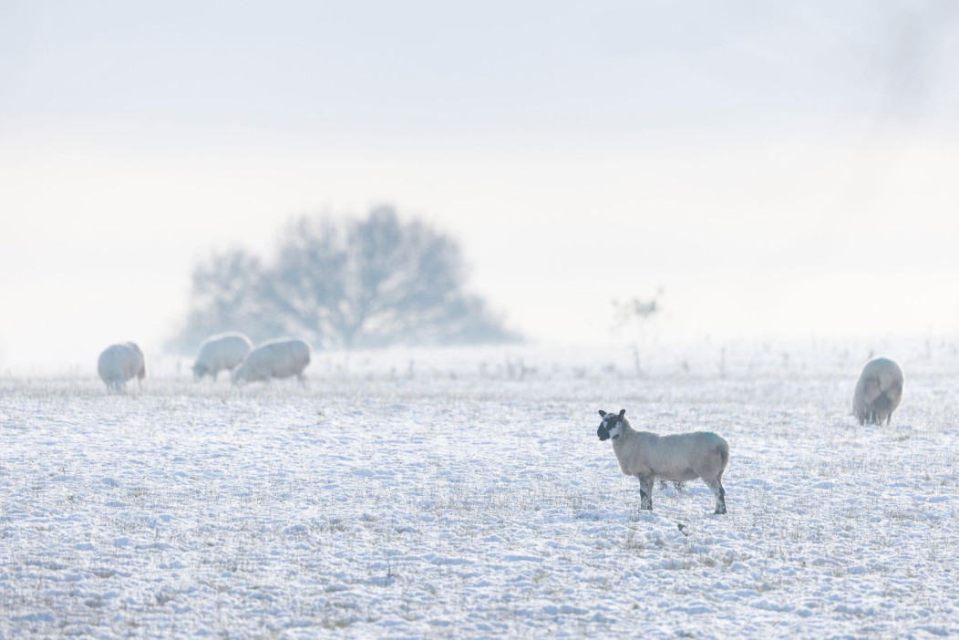 UK weather: Snow to hit parts of Britain TODAY as Met Office warns of coldest December in years amid -7C Arctic chill