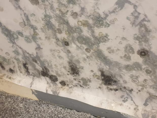 Mould was found in Emma's kitchen, living room, her children's bedrooms and two bathrooms