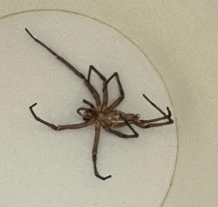 Brown recluse spiders hide in dark places and have 'necrotic venom'