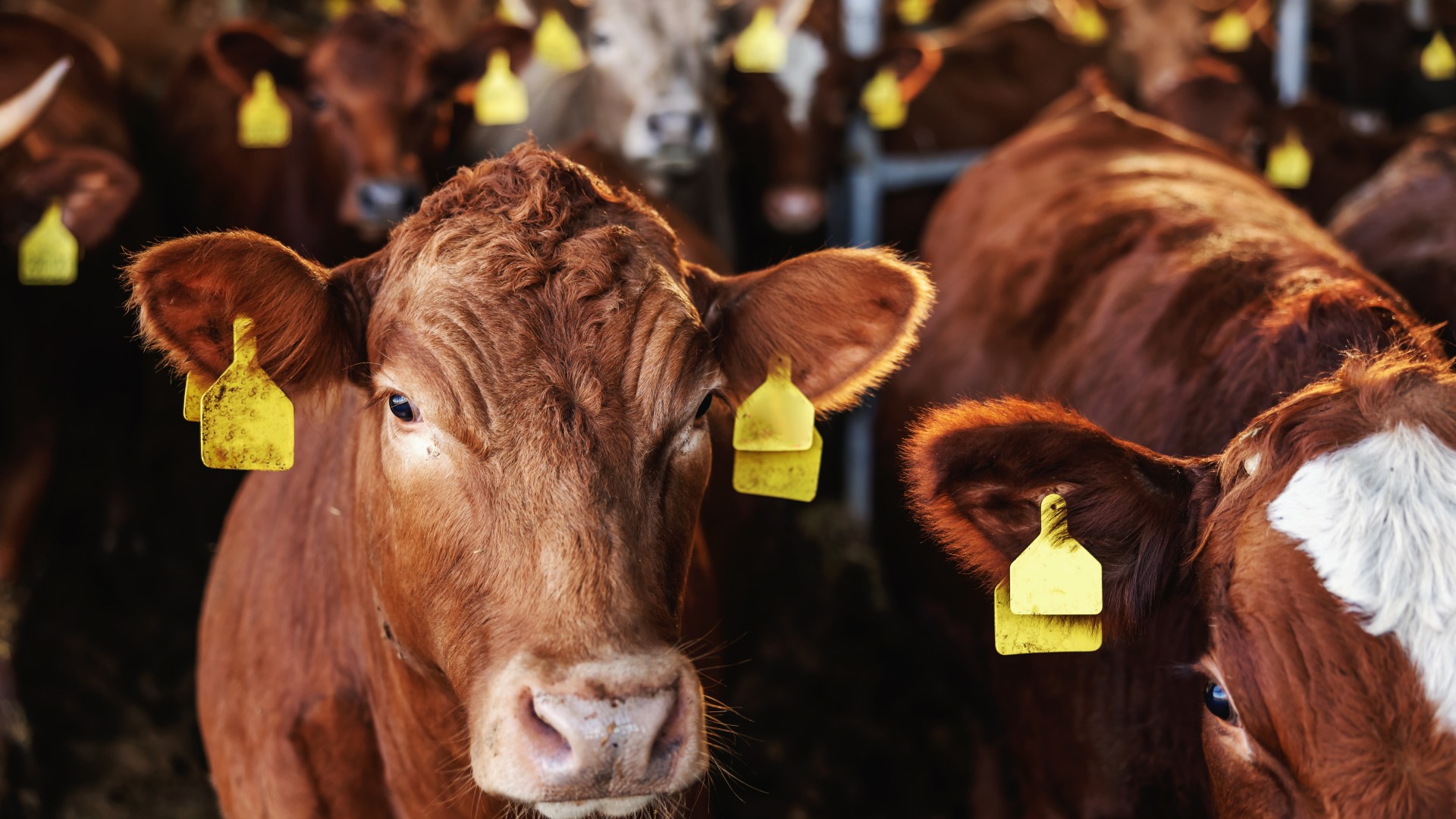 Case of mad cow disease identified on Scots farm as area sealed off to stop infection spreading