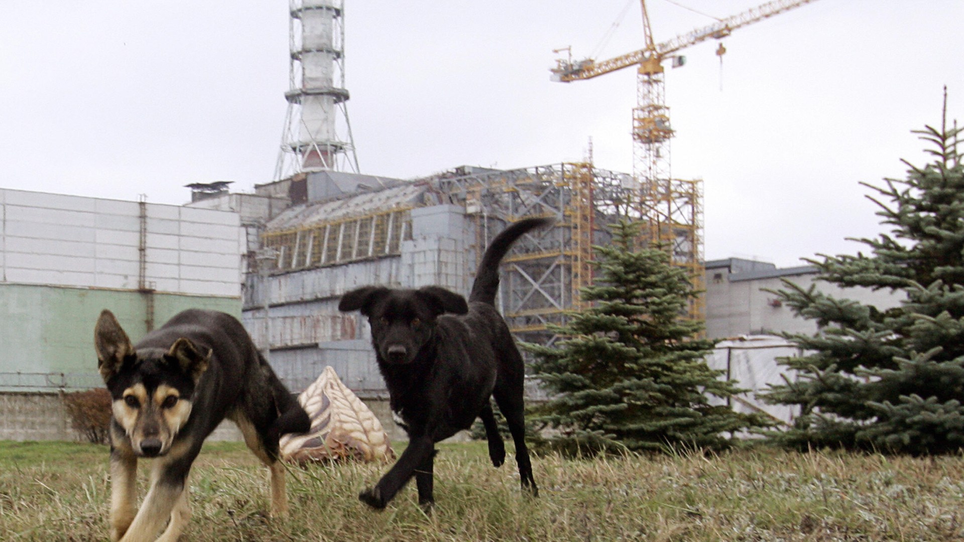 Chernobyl being prowled by mutant wild dogs that have rapidly evolved to SURVIVE nuke fallout, scientists say