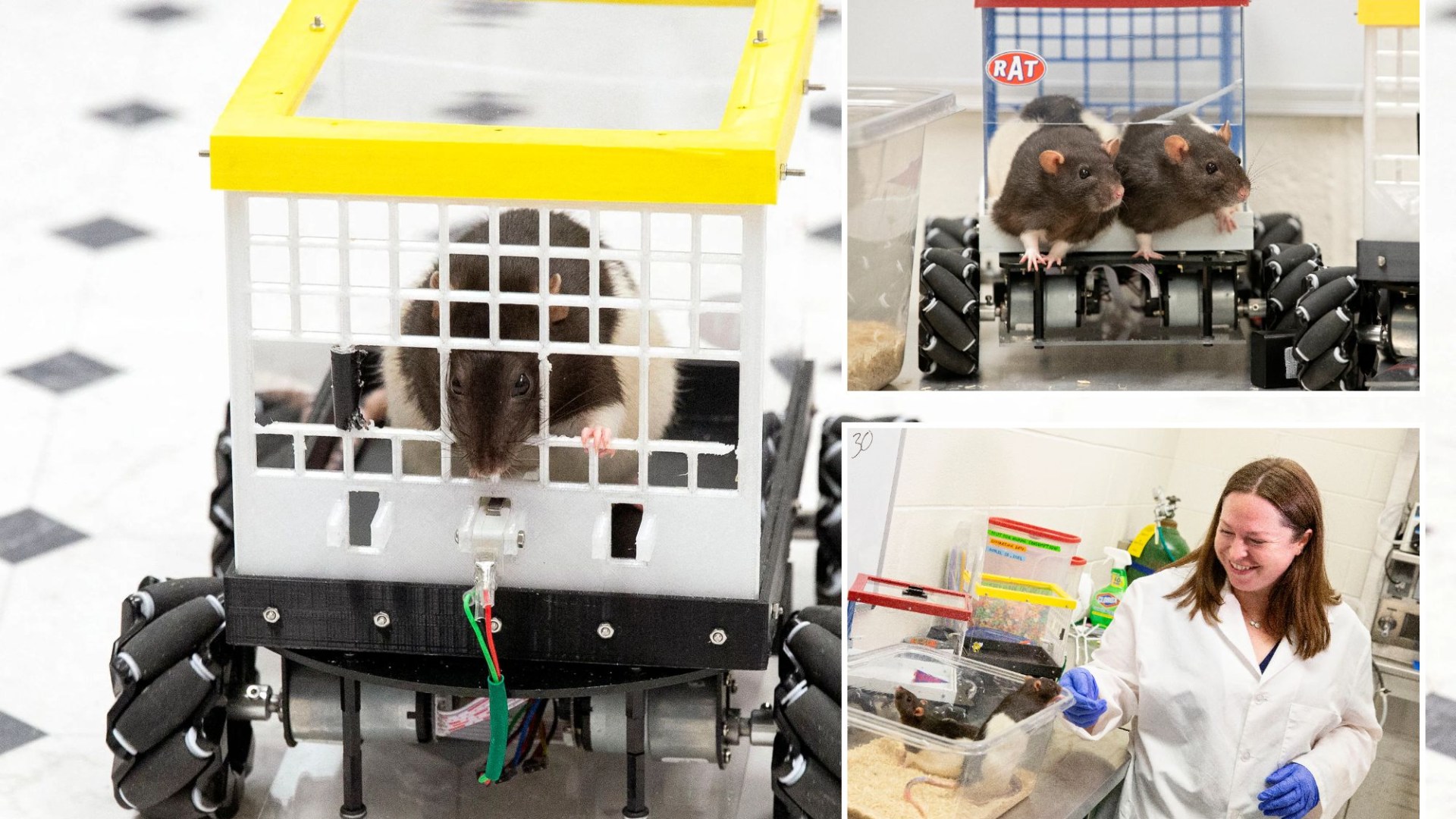 Think it’s hard to pass your driving test? Watch scientists teach team of RATS to drive with ‘surprising precision’