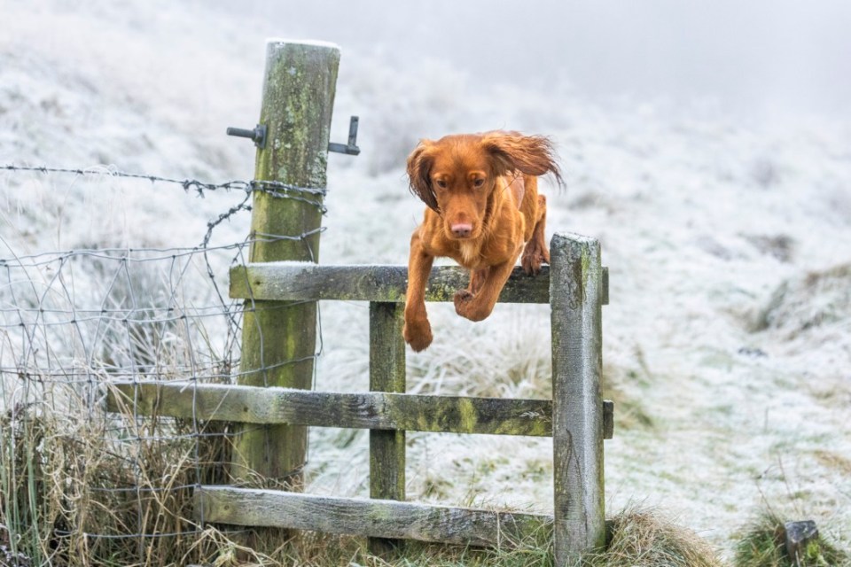 Mac braves the freezing fog at Neilson Pad as central Scotland freezes