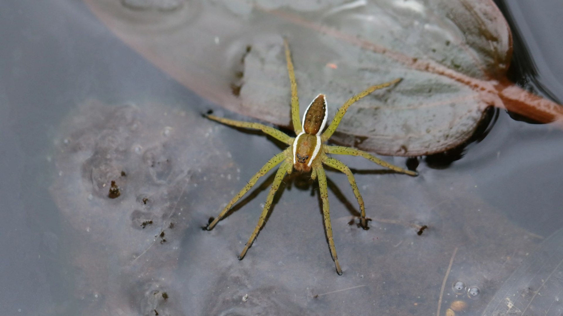 Thousands of giant fish-eating spiders 'once on brink of extinction' found in UK - as map reveals where colonies lurk