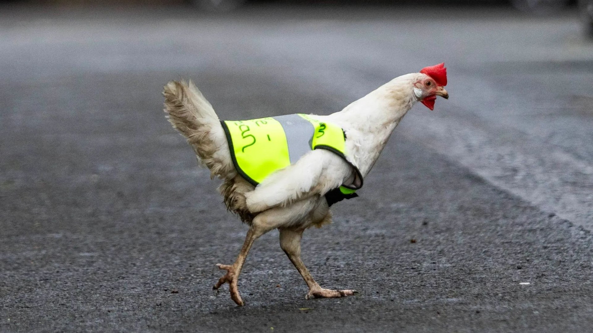 Age-old mystery of why the chicken crossed the road revealed thanks to rescued fowl which lives at pub