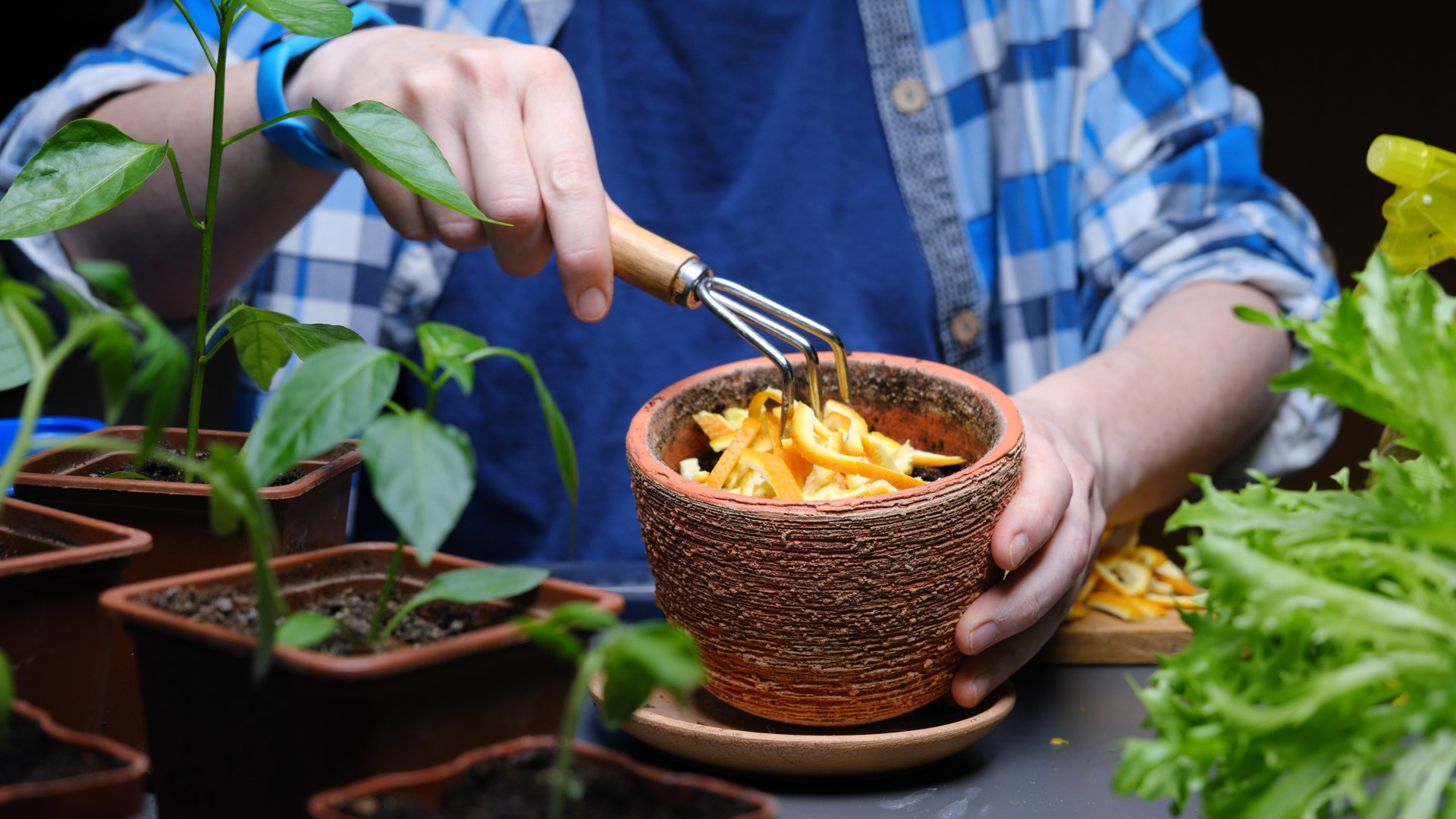 Gardeners urged to scatter two fruit peels in gardens now to deter prowling pest for good