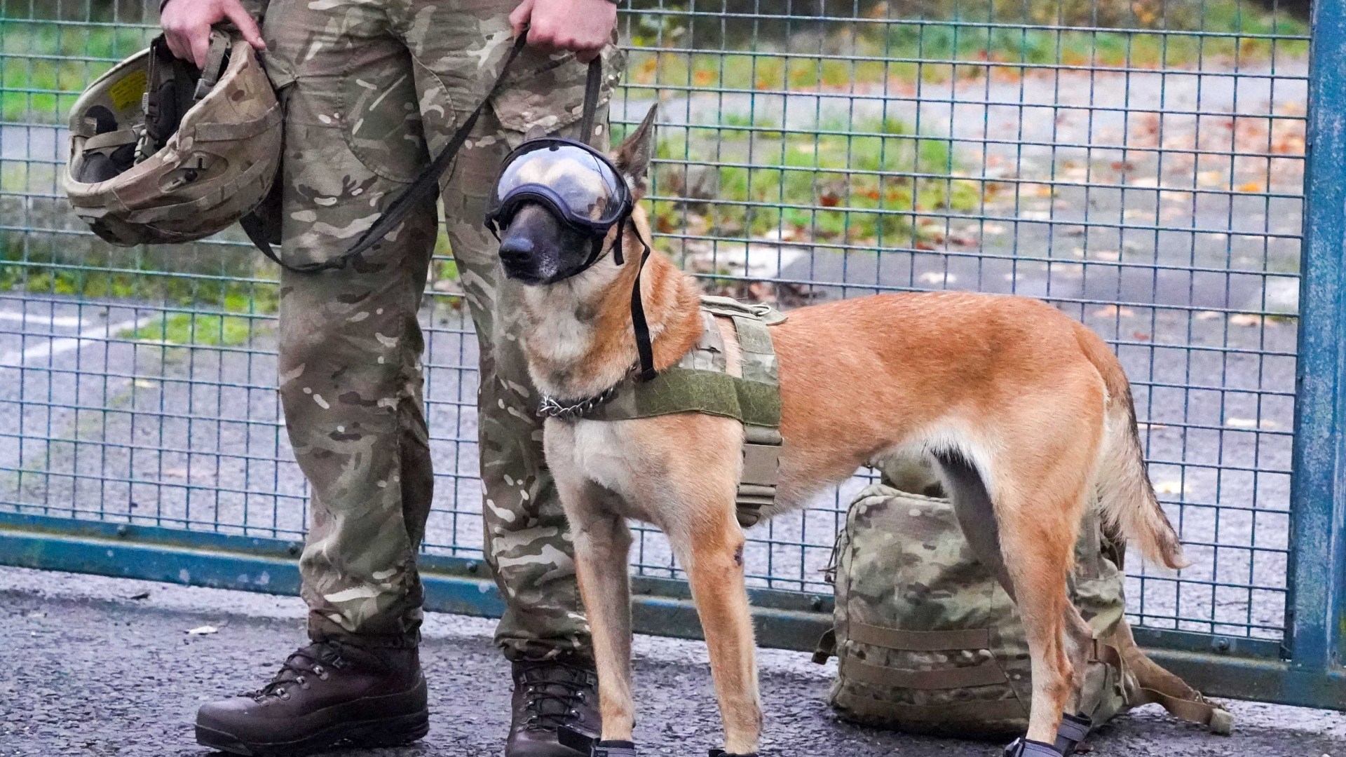 Britain's dogs of war kitted out in high-tech vests and blast goggles as part of £3million upgrade