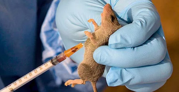 Ebonyi Records 23 Deaths From 48 Confirmed Lassa Fever Cases