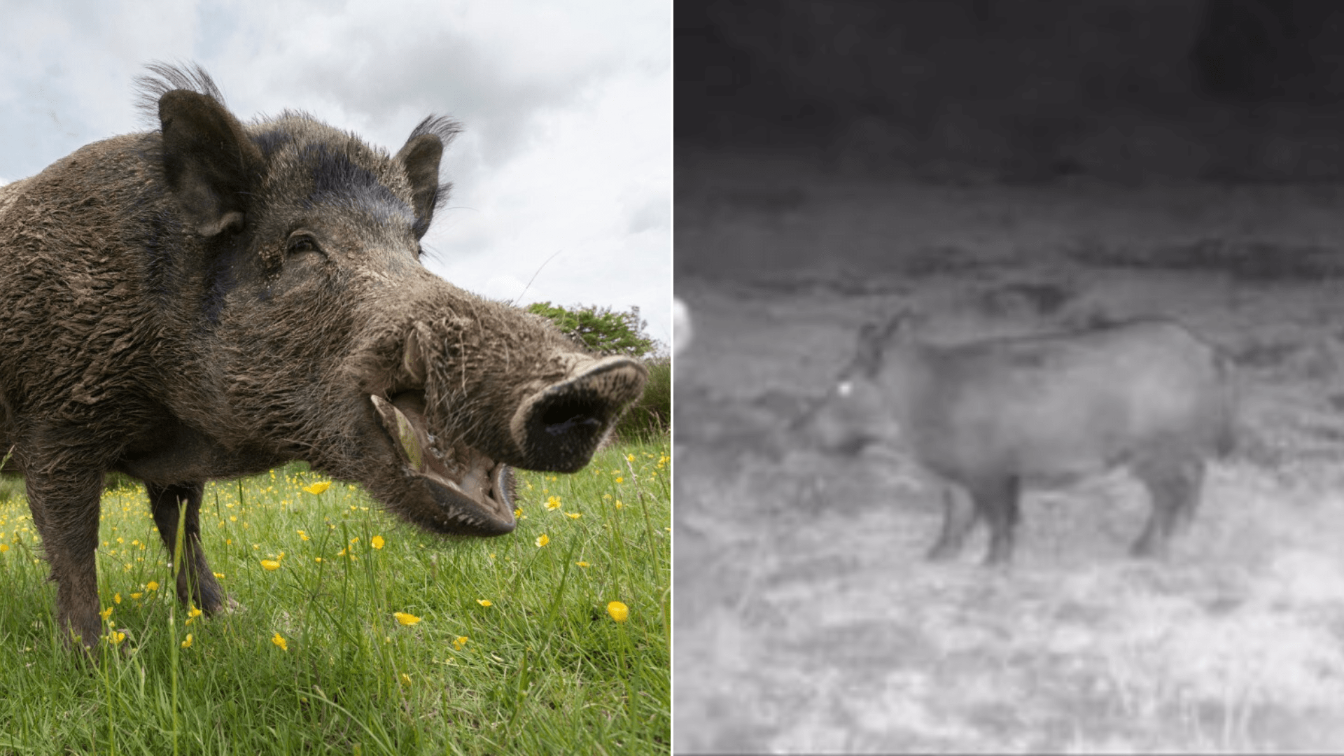 Giant feral pigs are terrorising our town - people are scared to leave their homes, it's chaos