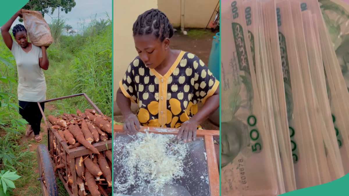 Hardworking lady Harvests Her Cassava, Makes Garri With it And Earns Large Sum of Money