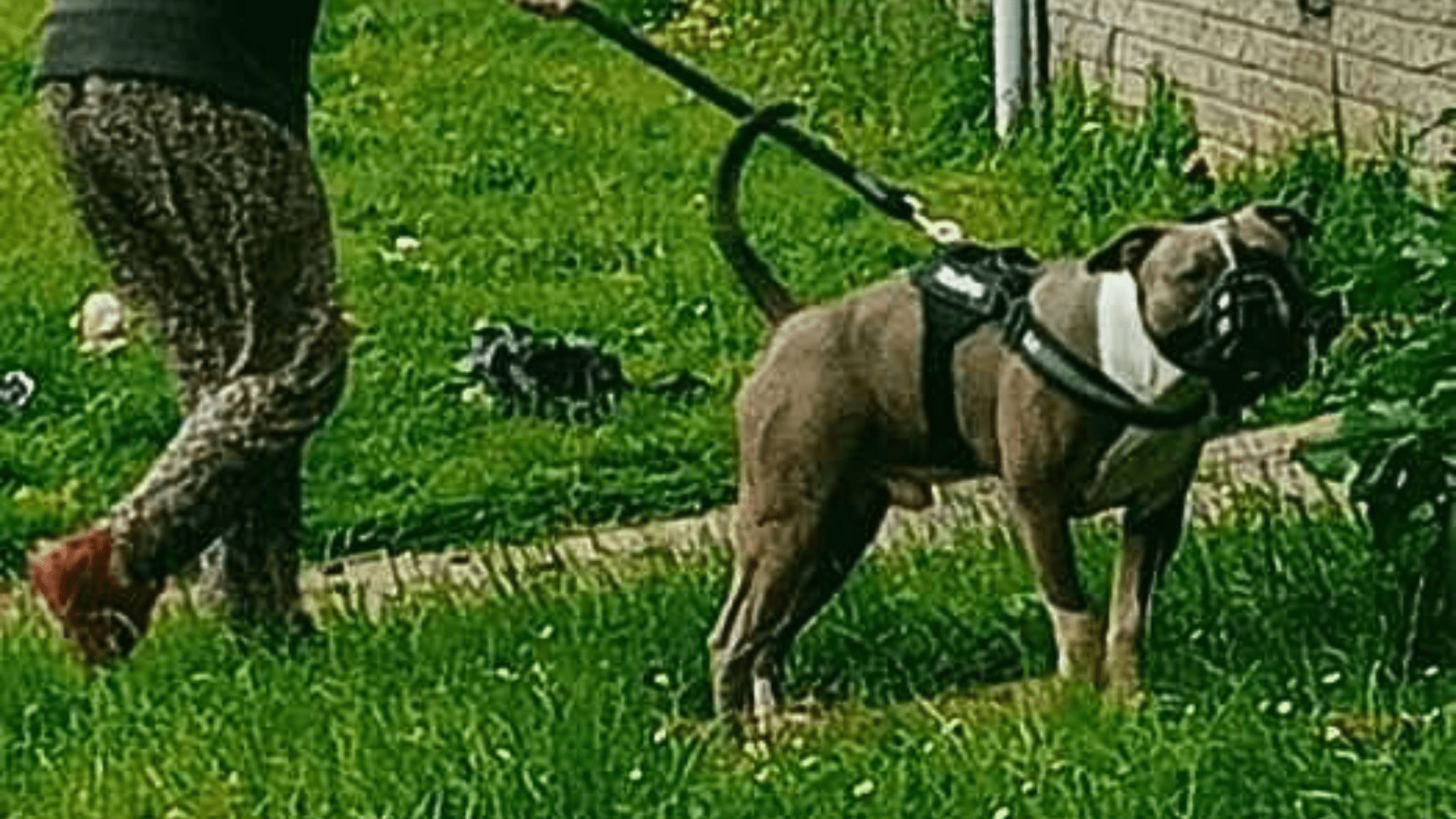 XL Bully-type dog that killed tragic owner savaged neighbour’s pet just months earlier