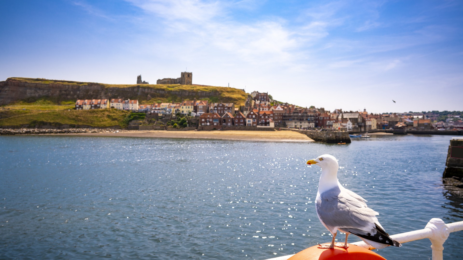 Locals forging 'seagull strategy' to defend against attacks from pesky birds including 'gull muggings' and pet ambushes