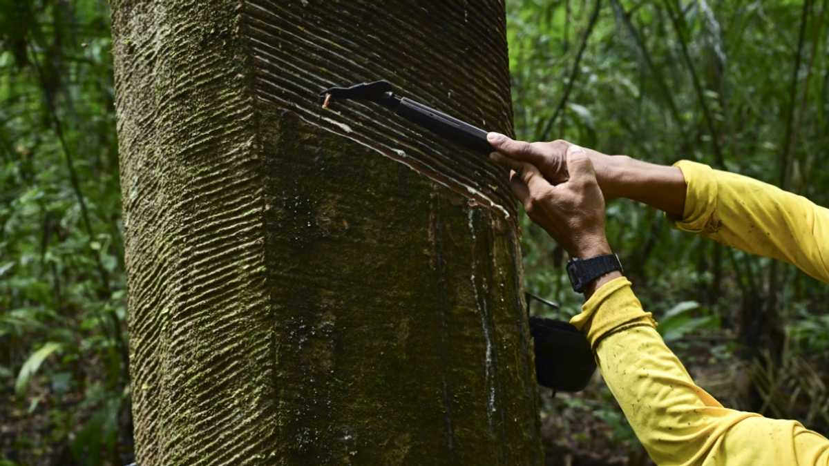 Rubber tappers forge sustainable future in Amazon