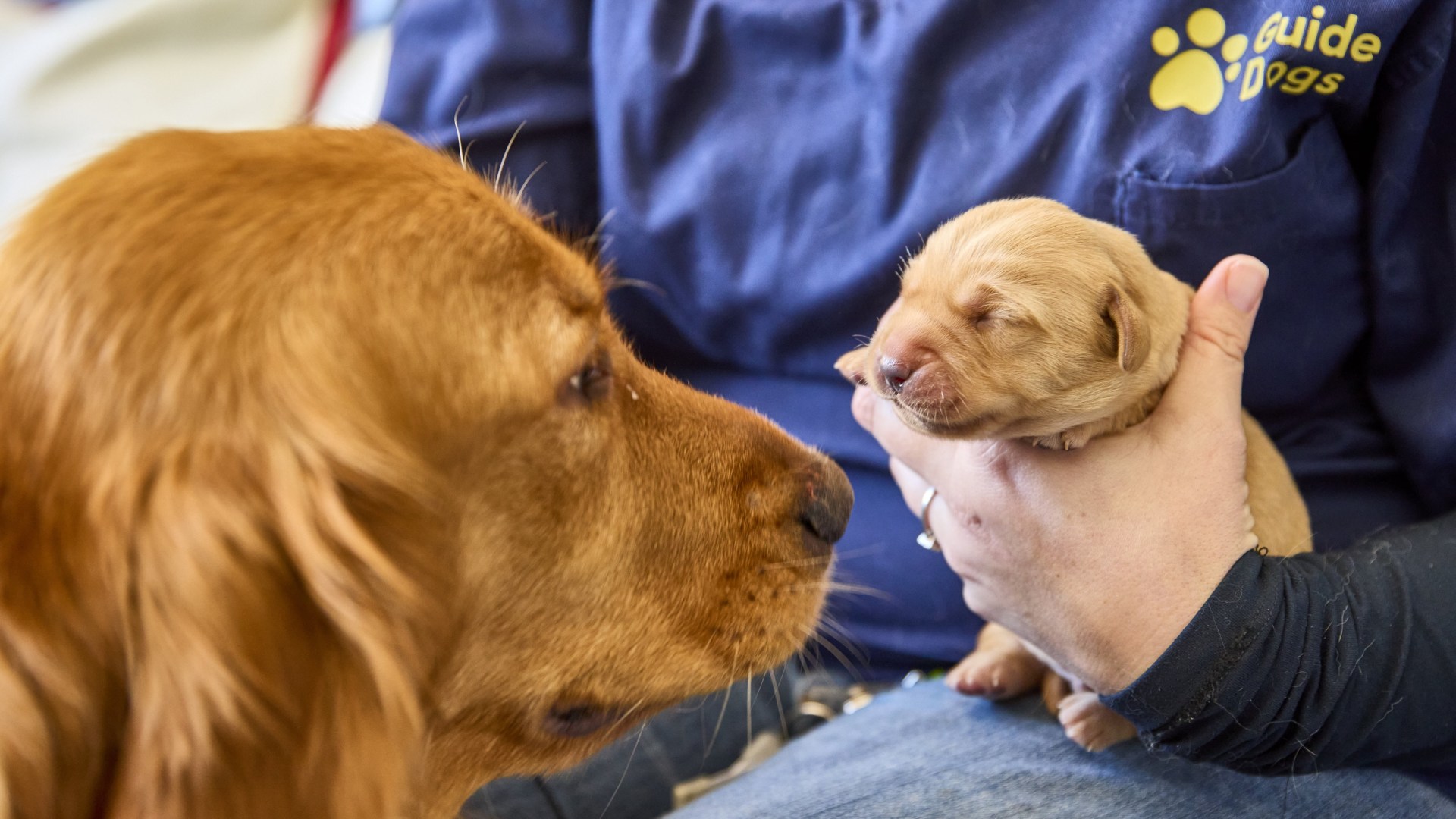 Adorable photos show the first litter of guide dog puppies born in 2025 with life of service ahead of them