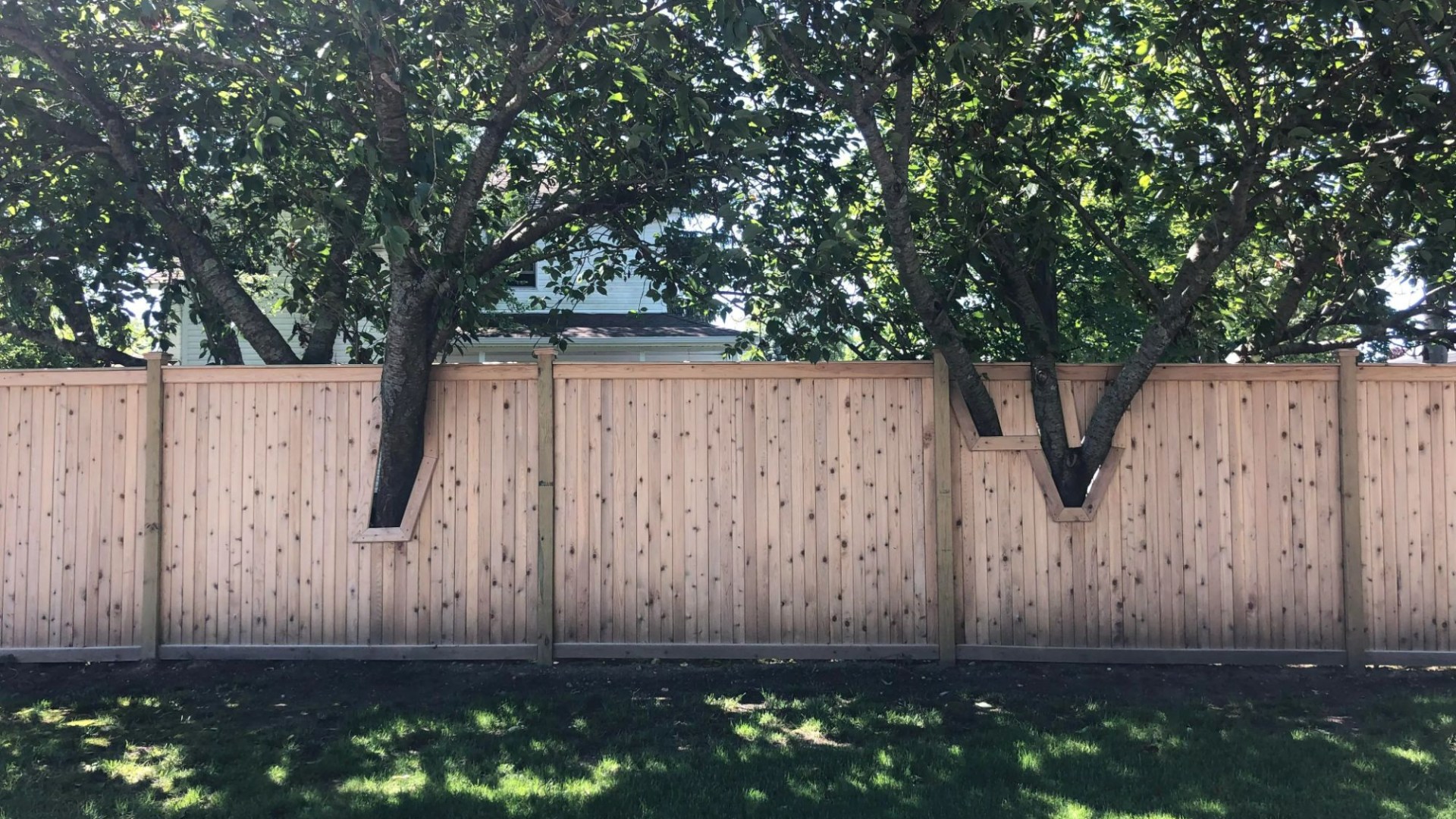 My neighbours didn't want to uproot their trees so they built a fence AROUND it - the 'idiotic' pic has people stunned