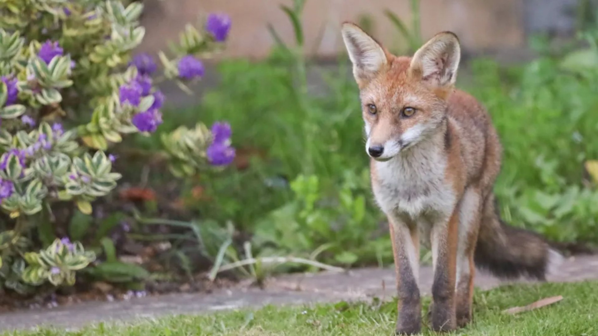 How to get rid of foxes in your garden safely after the RSPCA issues warning to homeowners