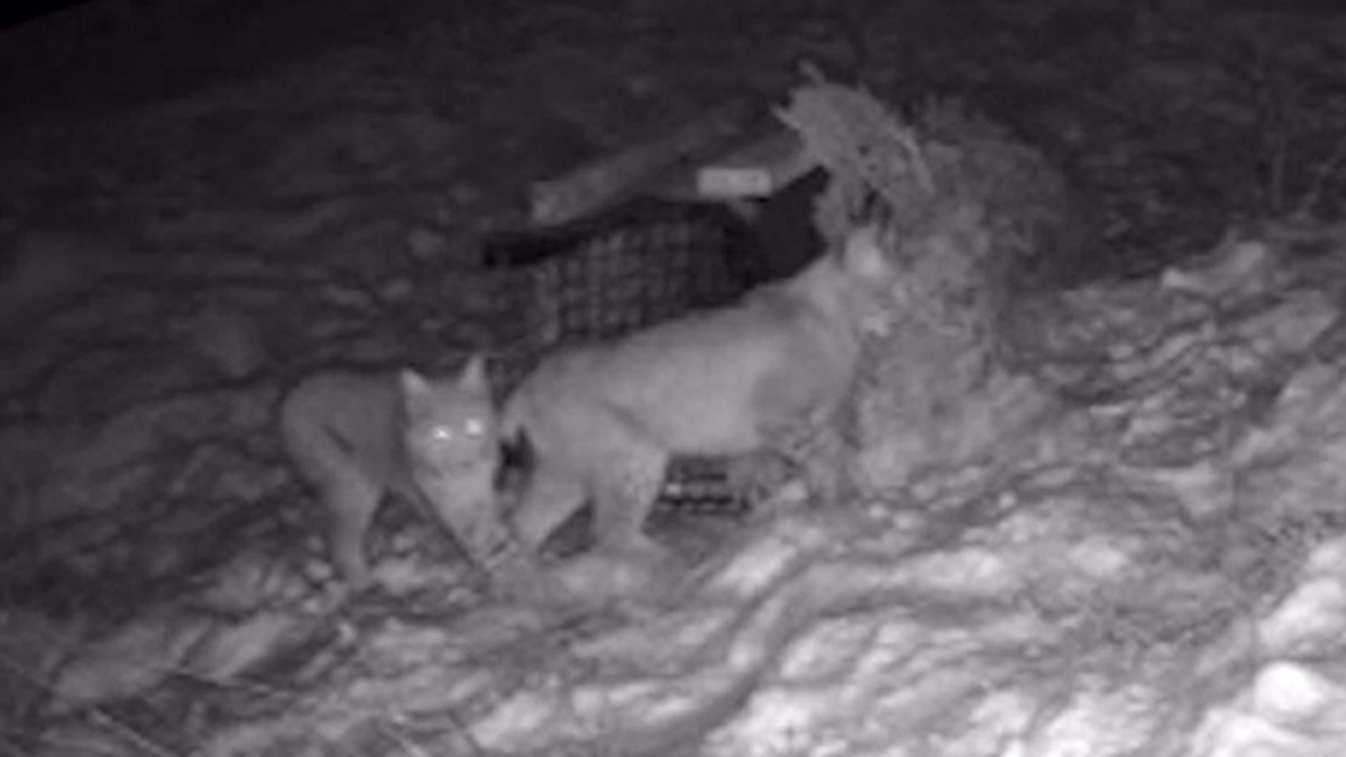 One lynx dead after four recovered from illegal release in Scottish Highlands