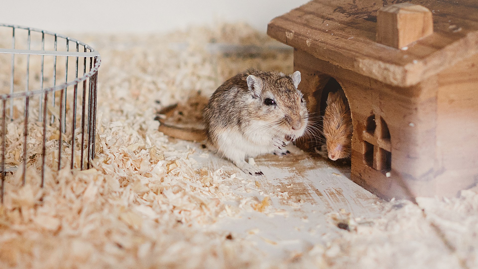 From a winking gerbil to a howling cat - your pet queries answered