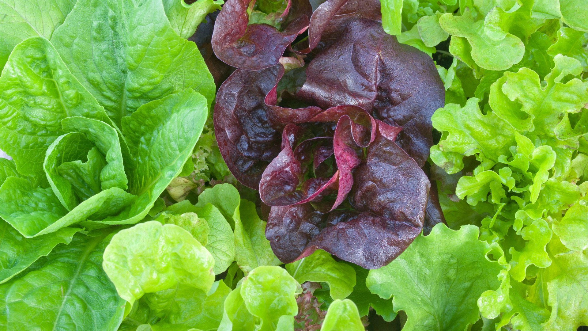 Your lettuce will stay crisp and fresh for longer if you add one item to salad bag now