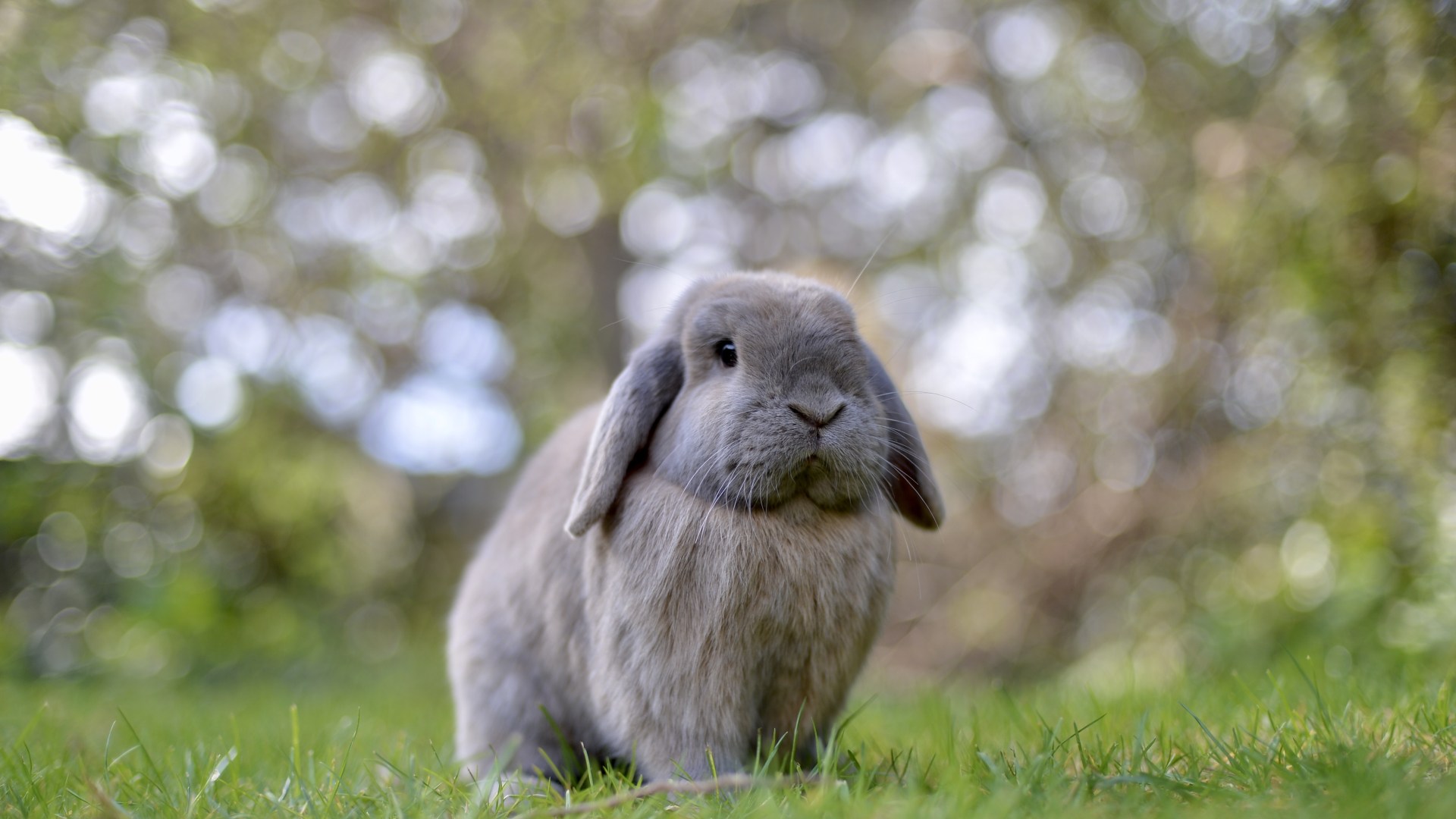 From a thumping rabbit to fighting cats - your pet queries answered