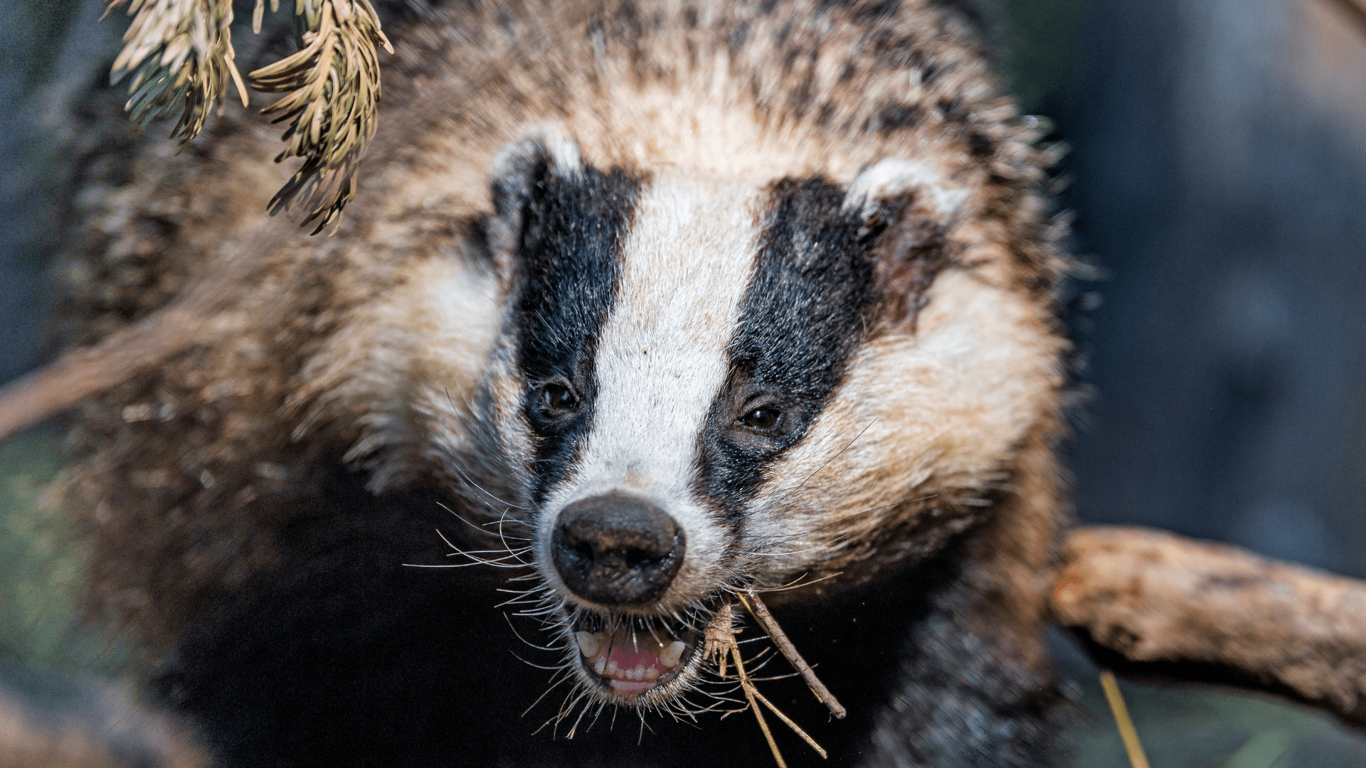 Devastated Scottish Premiership star opens up on moment he discovered his pets were killed by a BADGER