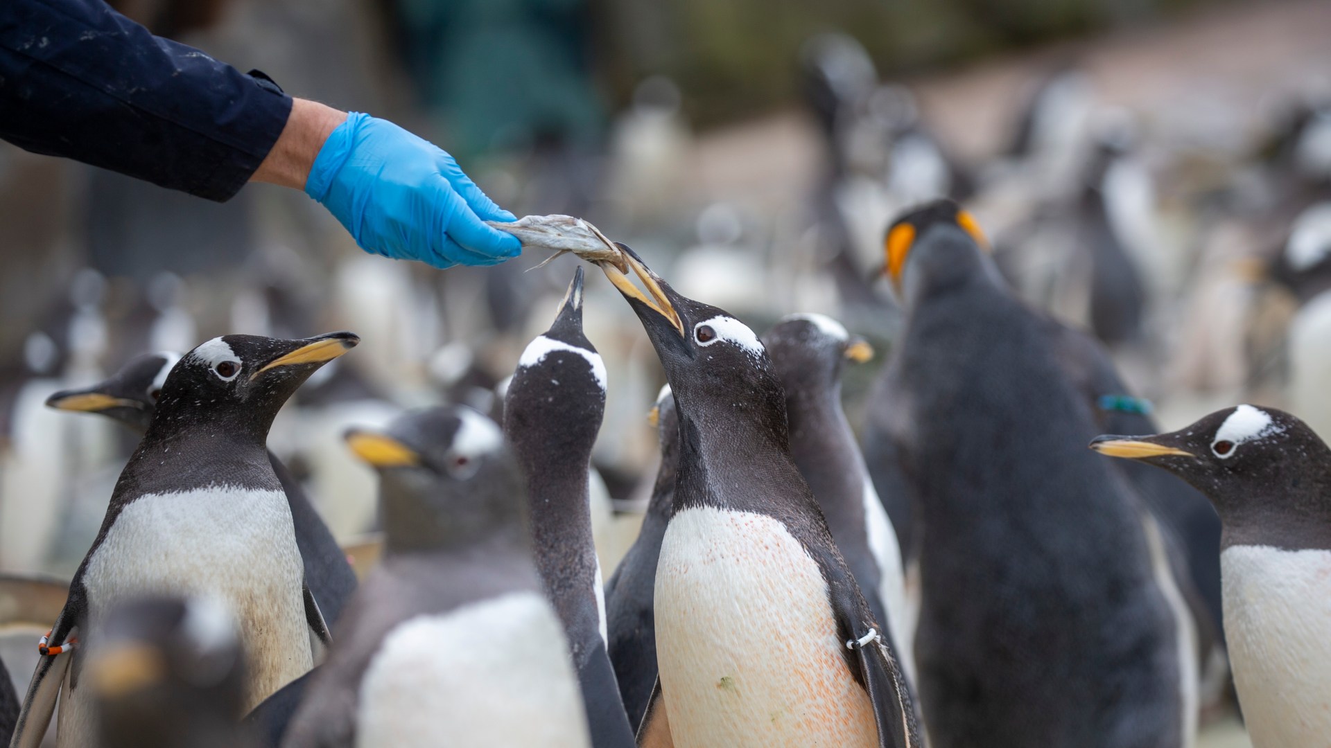 Inside the afternoon tea with penguins at hotel named one of best in Scotland