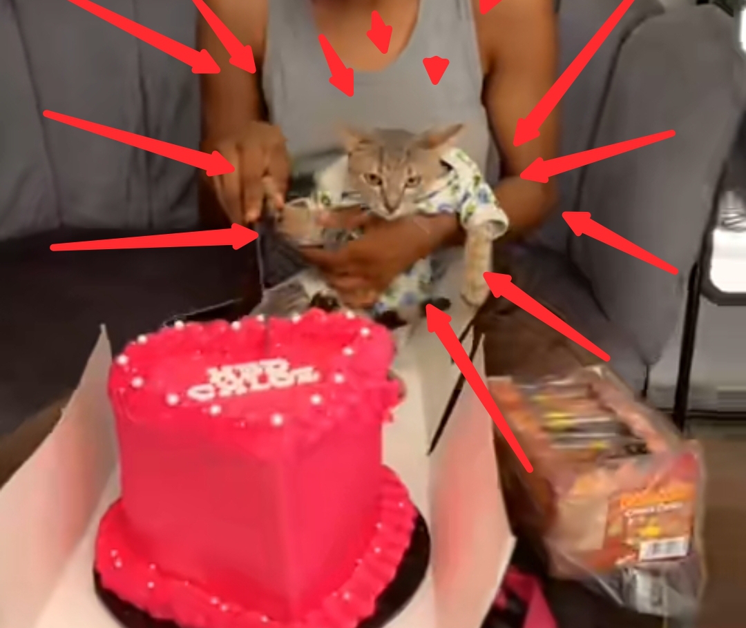 Lady shocks the internet, throws lavish birthday party for her cat