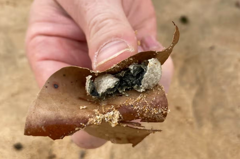 Nine popular beaches forced to SHUT DOWN after swarm of mystery balls wash up…weeks after other ‘foul’ orbs spark panic