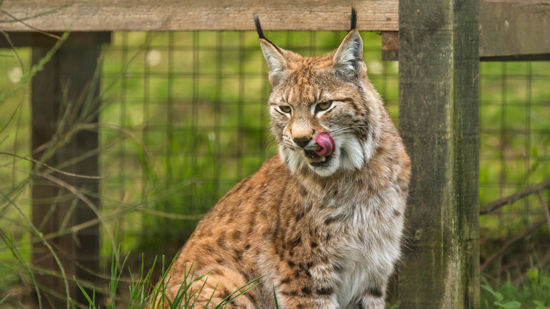 Police hunting two more wild cats on loose near Scots village as public warned 'do not approach'