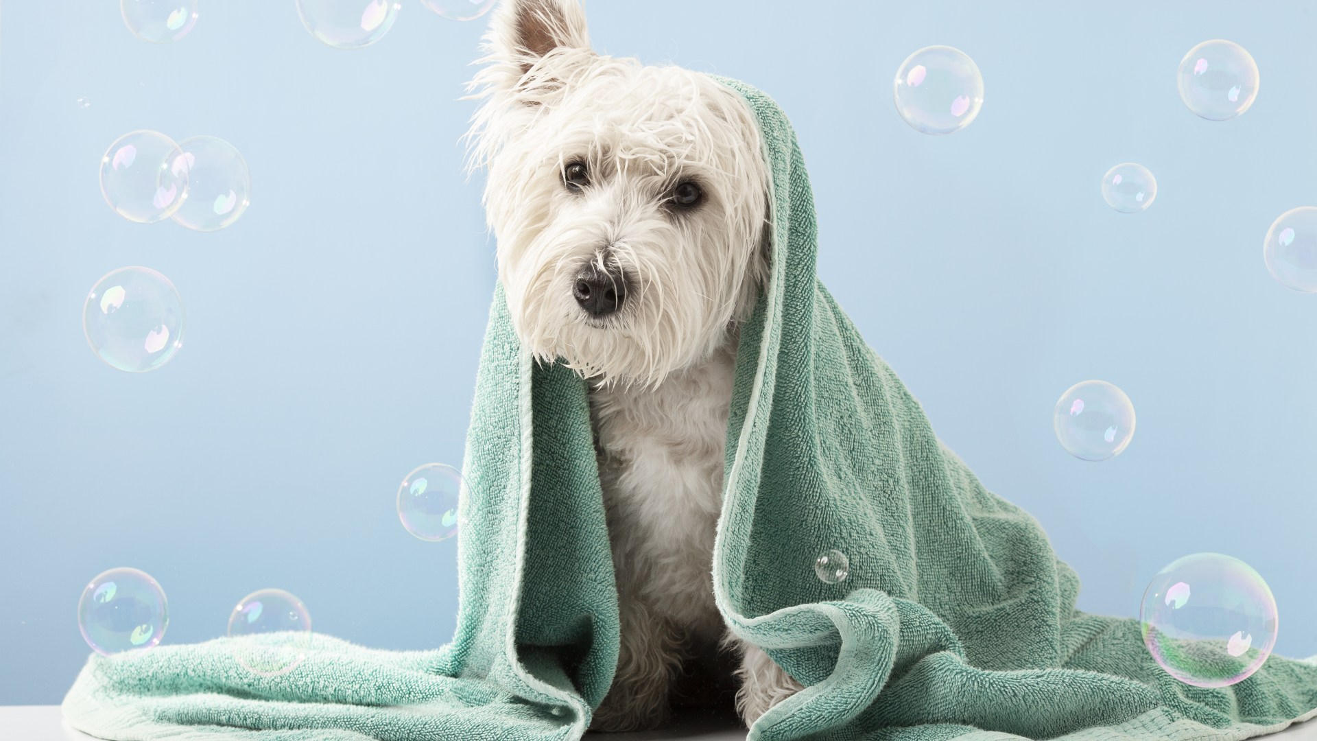 Four top dog grooming tips to make your pooch Crufts-worthy